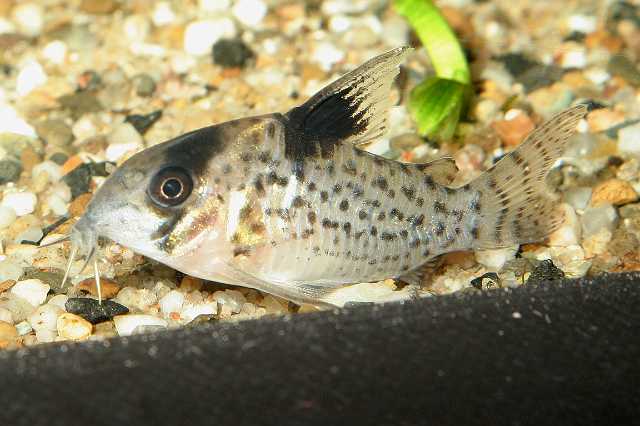 FH_COR_2491(Corydoras melanistius).jpg